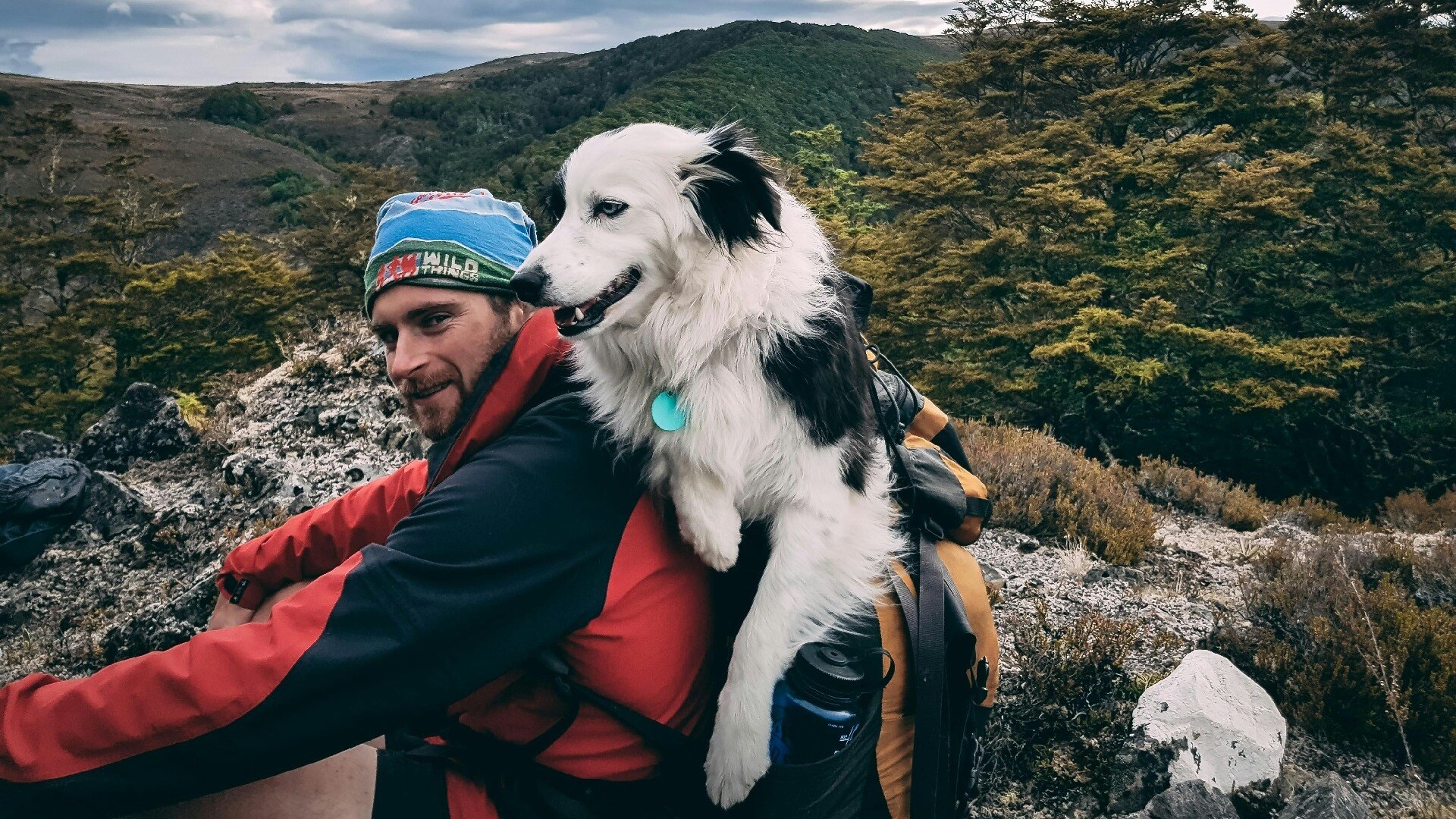 Consejos y sugerencias para migrar junto a tu mascota